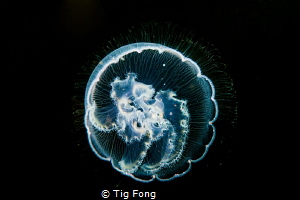 Moon Jelly at Tyee Cove by Tig Fong 